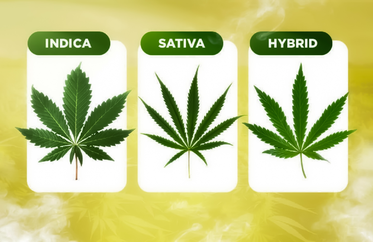 Indica Sativa