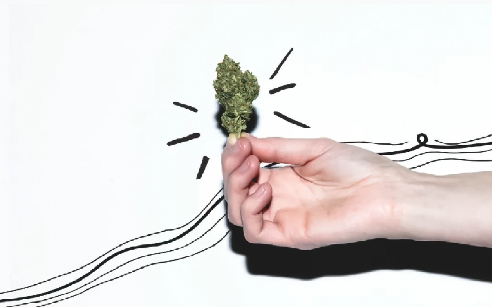 A Beginners Guide To Cannabis In 2026 2