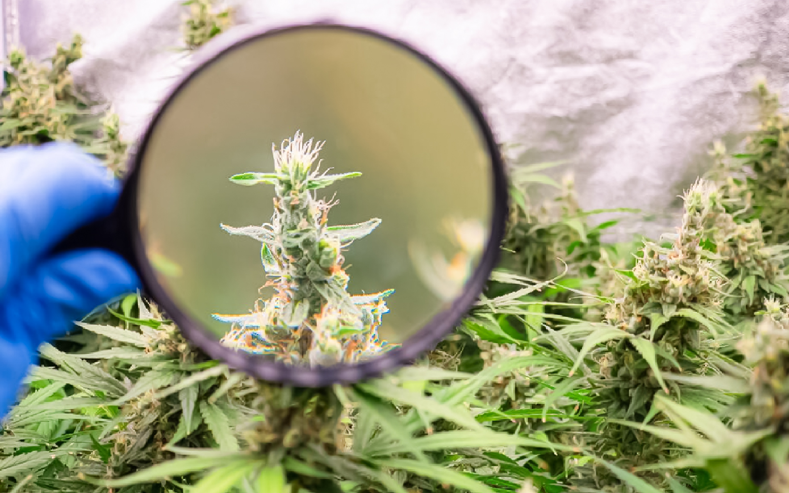 New to Cannabis Flower Start Here with This Simple Guide 1