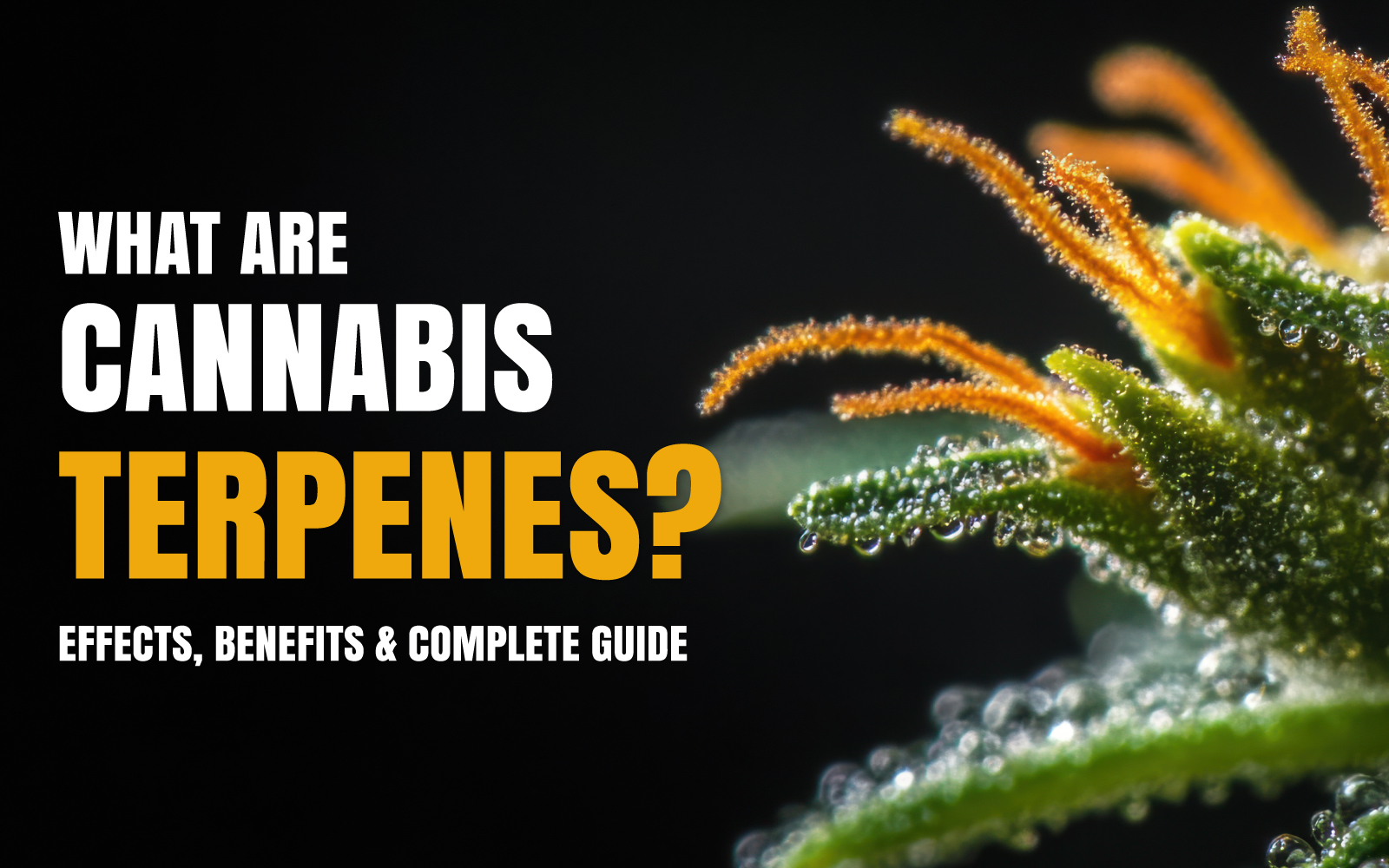 What Are Cannabis Terpenes