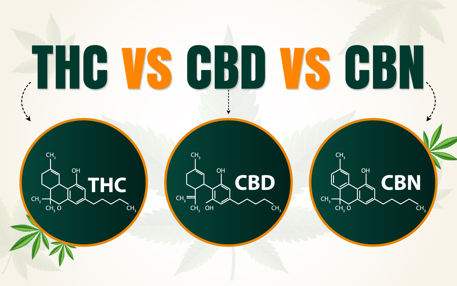 Blog 2 THC vs CBD vs CBN A Complete Breakdown for