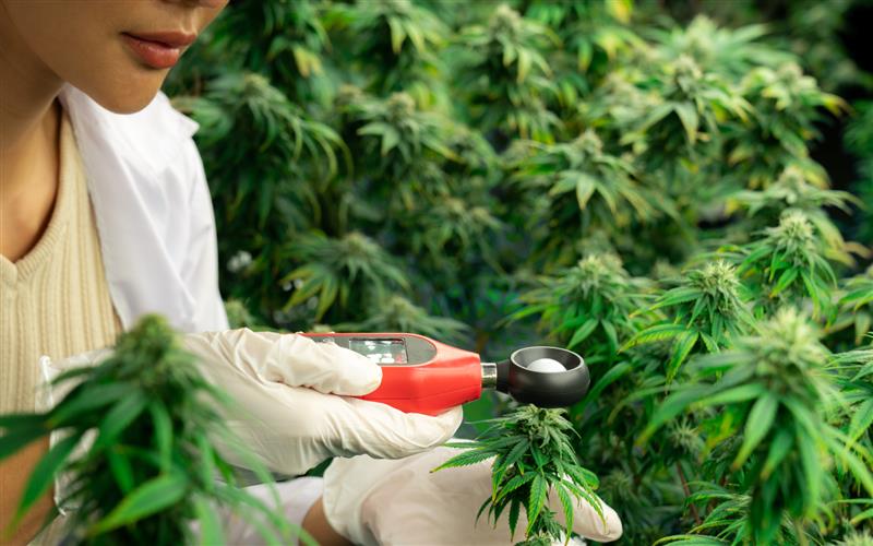 Blog 5 Best Cannabis Products How to Choose Like an